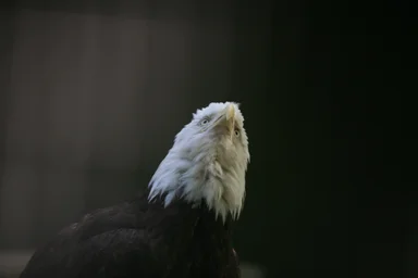 Free Stock Photo: Close-up of a bald eagle looking skyward