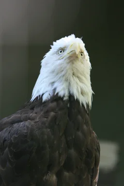 Free Stock Photo: Close-up of a bald eagle
