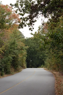 Free Stock Photo: A winding road surrounded by trees in early Autumn