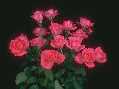 Free Stock Photo: A bouquet of pink roses isolated on a black background