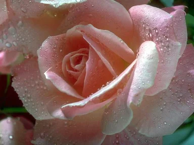 Free Stock Photo: Close-up of a pink rose