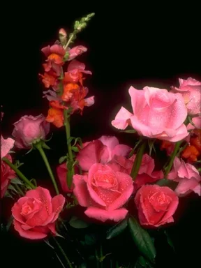 Free Stock Photo: Pink roses isolated on a black background