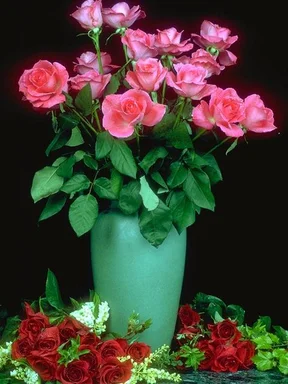 Free Stock Photo: A vase of pink roses surrounded by red roses