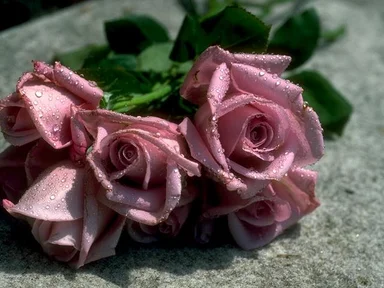 Free Stock Photo: Close-up of purple roses