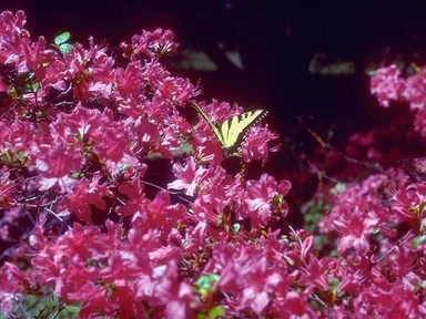 Free Stock Photo: A yellow butterfly on pink flowers