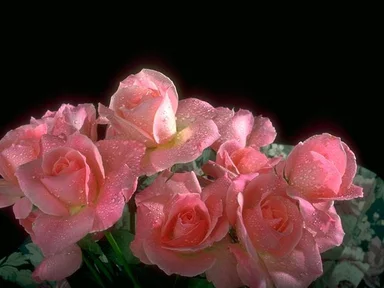Free Stock Photo: Close-up of pink roses on a black background