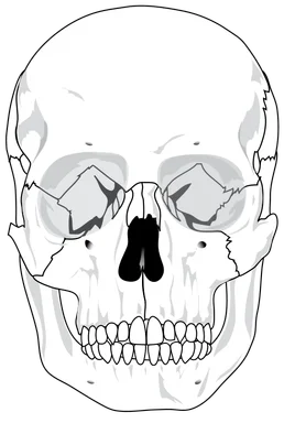 Free Stock Photo: Illustration of a human skull
