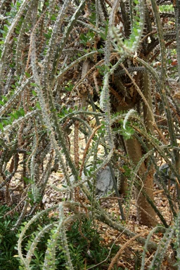 Free Stock Photo: Thorned desert plants twisted in a jumble