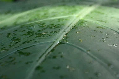 Free Stock Photo: Close-up of a large dark green tropical leaf with water drops