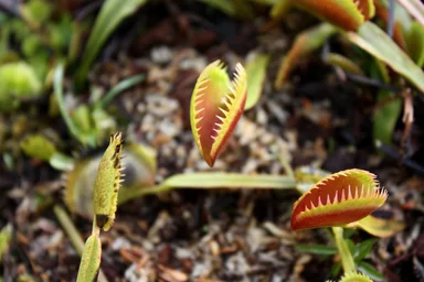 Free Stock Photo: Close-up of venus fly trap plants