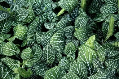 Free Stock Photo: Close-up of green leaves