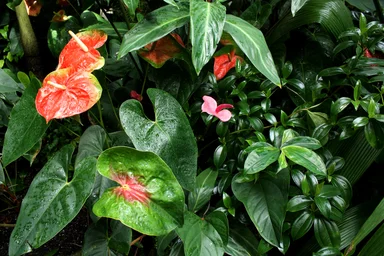 Free Stock Photo: Tropical plants and flowers with water drops