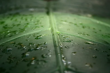 Free Stock Photo: Close-up of a large dark green tropical leaf with water drops