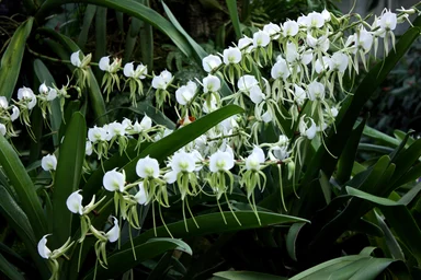 Free Stock Photo: A large cluster of white orchid flowers