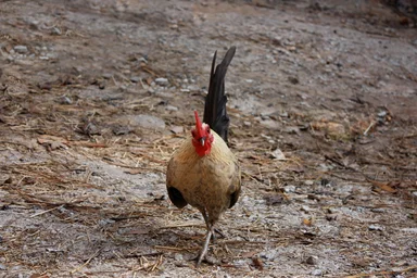 Free Stock Photo: A small rooster walking on a farm