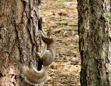 Free Stock Photo: Squirrel on a tree
