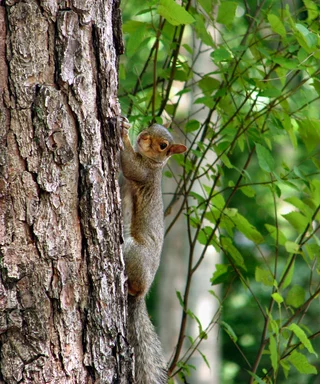 Free Stock Photo: Squirrel on a tree