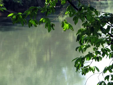 Free Stock Photo: A still river