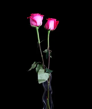 Free Stock Photo: Two pink roses in a glass vase isolated on a black background