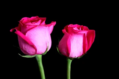 Free Stock Photo: Two pink roses isolated on a black background