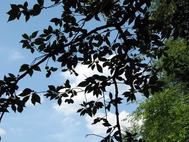 Free Stock Photo: Blue sky through trees