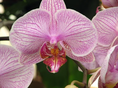 Free Stock Photo: Closeup of purple orchids