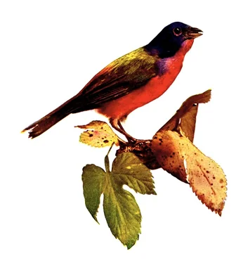 Free Stock Photo: Vintage illustration of a nonpareil bird