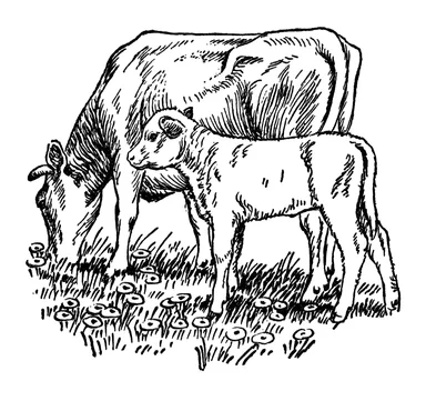 Free Stock Photo: Vintage illustration of a cow and calf grazing in a field