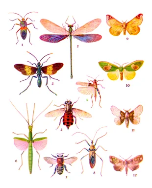 Free Stock Photo: Various colorful insect illustrations isolated on a white background