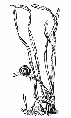 Free Stock Photo: Illustration of a snail on tape grass