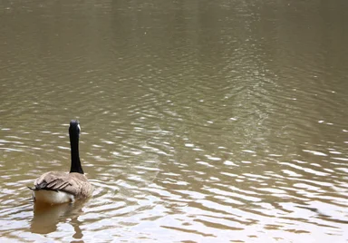 Free Stock Photo: A Canadian goose swimming on a lake