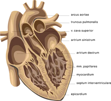 Free Stock Photo: Medical illustration of a human heart