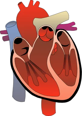 Free Stock Photo: Medical illustration of a human heart