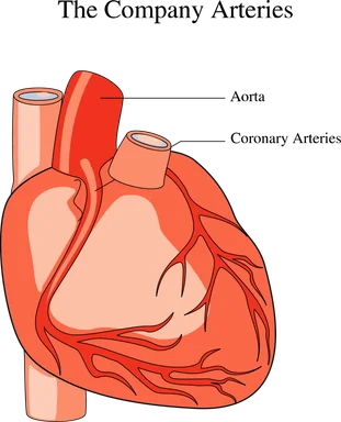 Free Stock Photo: Medical illustration of a human heart