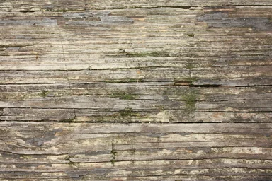 Free Stock Photo: Close-up of wood grain with moss