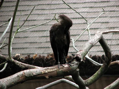 Free Stock Photo: Black bird