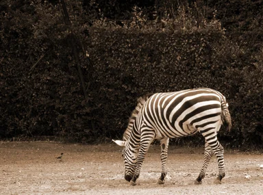 Free Stock Photo: Zebra sepia tone