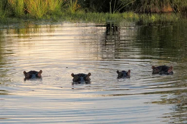 Free Stock Photo: Four hippopotamuses in the water