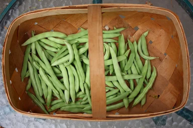 Free Stock Photo: Freshly picked beans in a basket