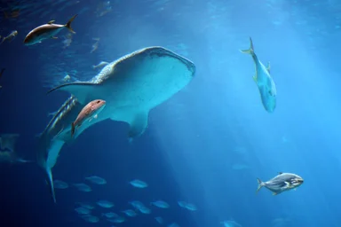 Free Stock Photo: A whale shark and fish under water