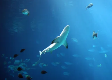 Free Stock Photo: A shark swimming under water