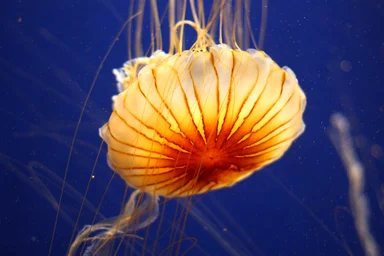 Free Stock Photo: A jellyfish under water
