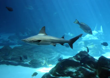 Free Stock Photo: A shark swimming under water