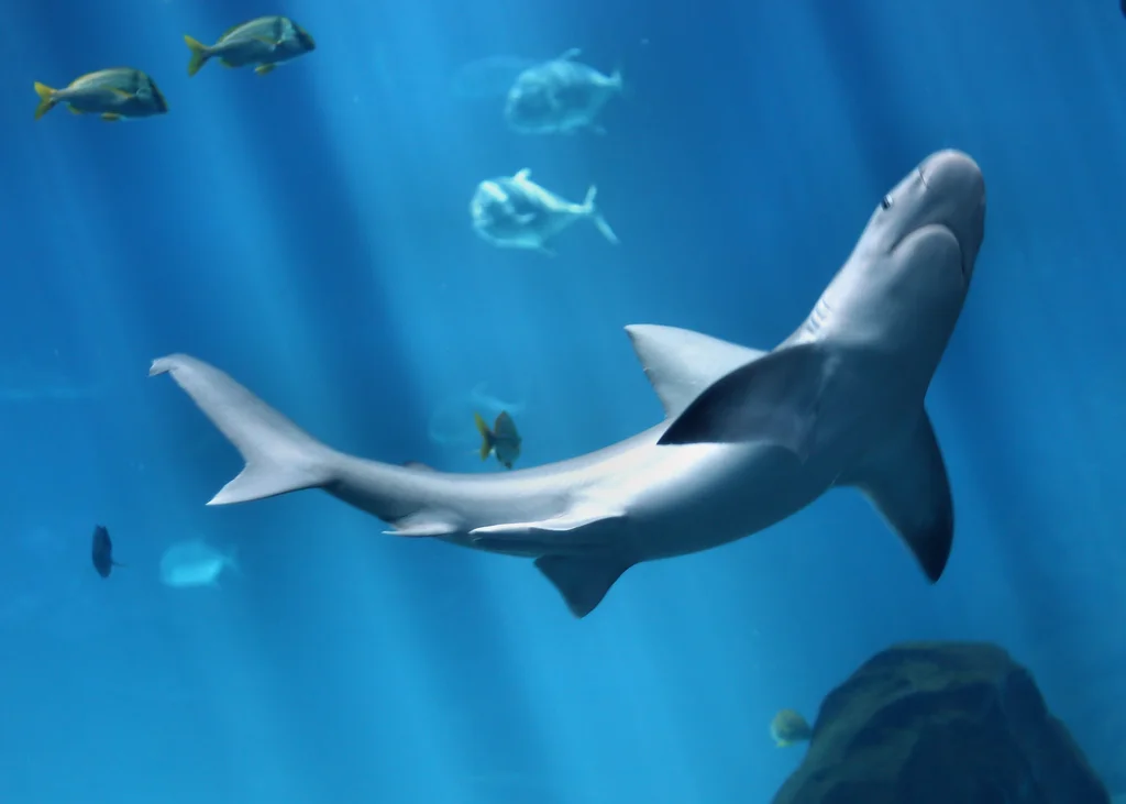 A shark swimming under water : Free Stock Photo