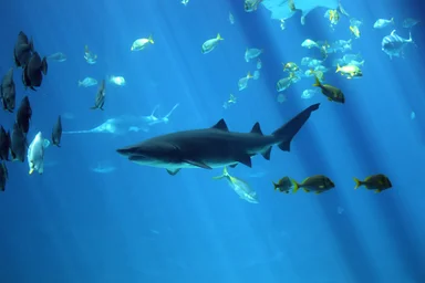 Free Stock Photo: A shark swimming under water