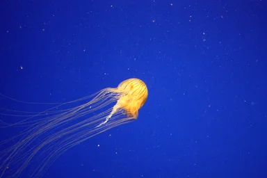 Free Stock Photo: A jellyfish under water