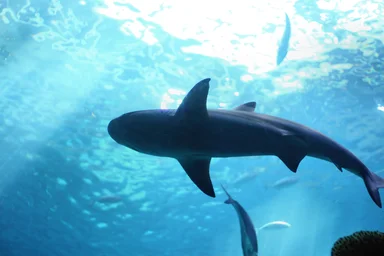 Free Stock Photo: A shark swimming under water
