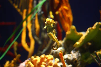 Free Stock Photo: A seahorse under water