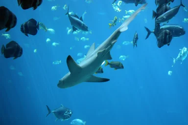 Free Stock Photo: A shark swimming under water