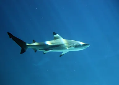 Free Stock Photo: A shark swimming under water